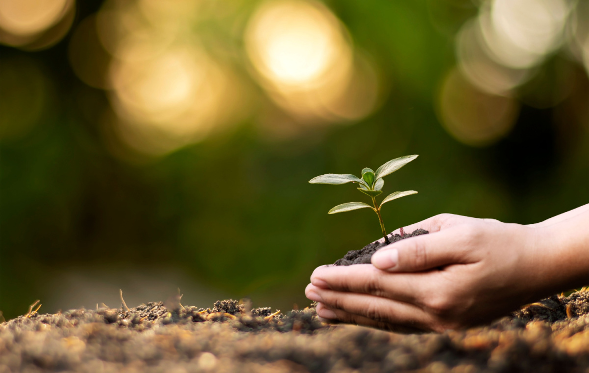 Elements of an Effective Nurture Campaign. Image of hands nurturing a seedling above the soil.